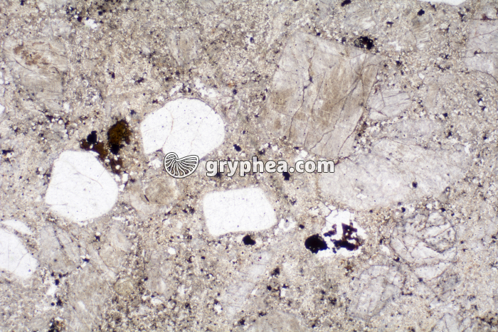 Rhyolite LPNA x6,3 - gryphea.com